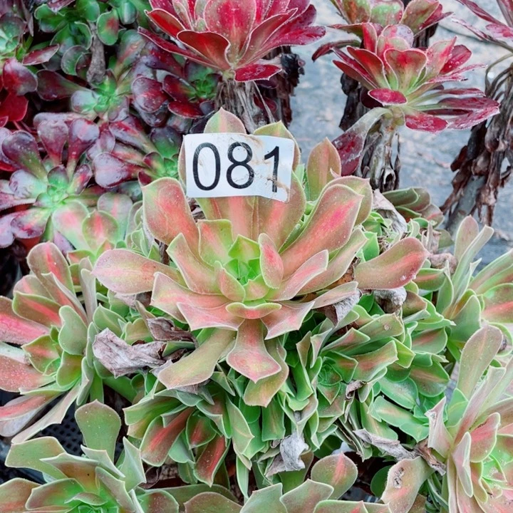 多肉植物组合081