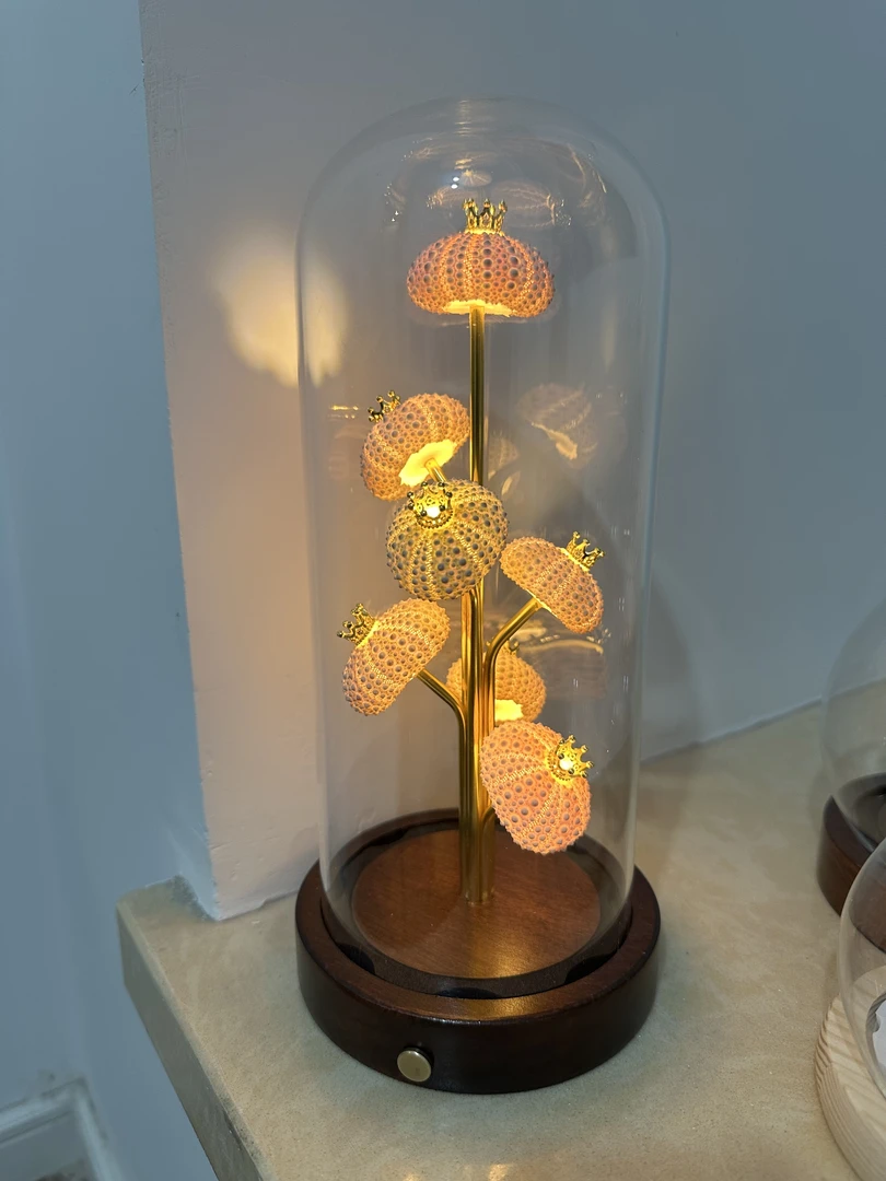 天然贝壳海螺小夜灯创意卧室书房氛围灯节日生日礼物