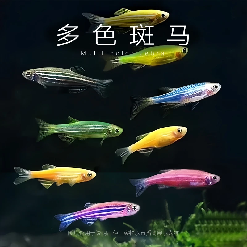 斑马鱼小型热带淡水观赏鱼适合新手饲养好养耐活