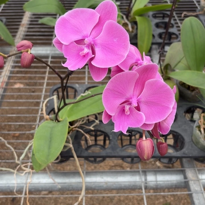 馨***瓷完全开放0550蝴蝶兰一物一拍