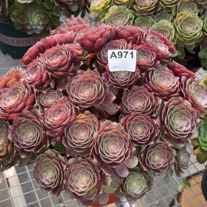 971沙拉碗40厘米左右多肉