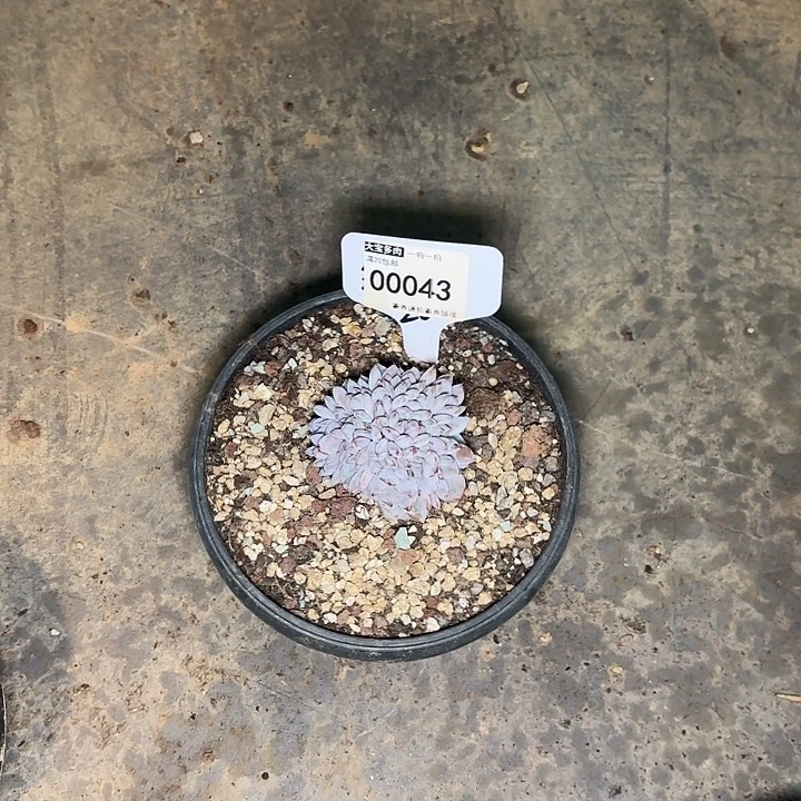 温**光星星一物一拍00043