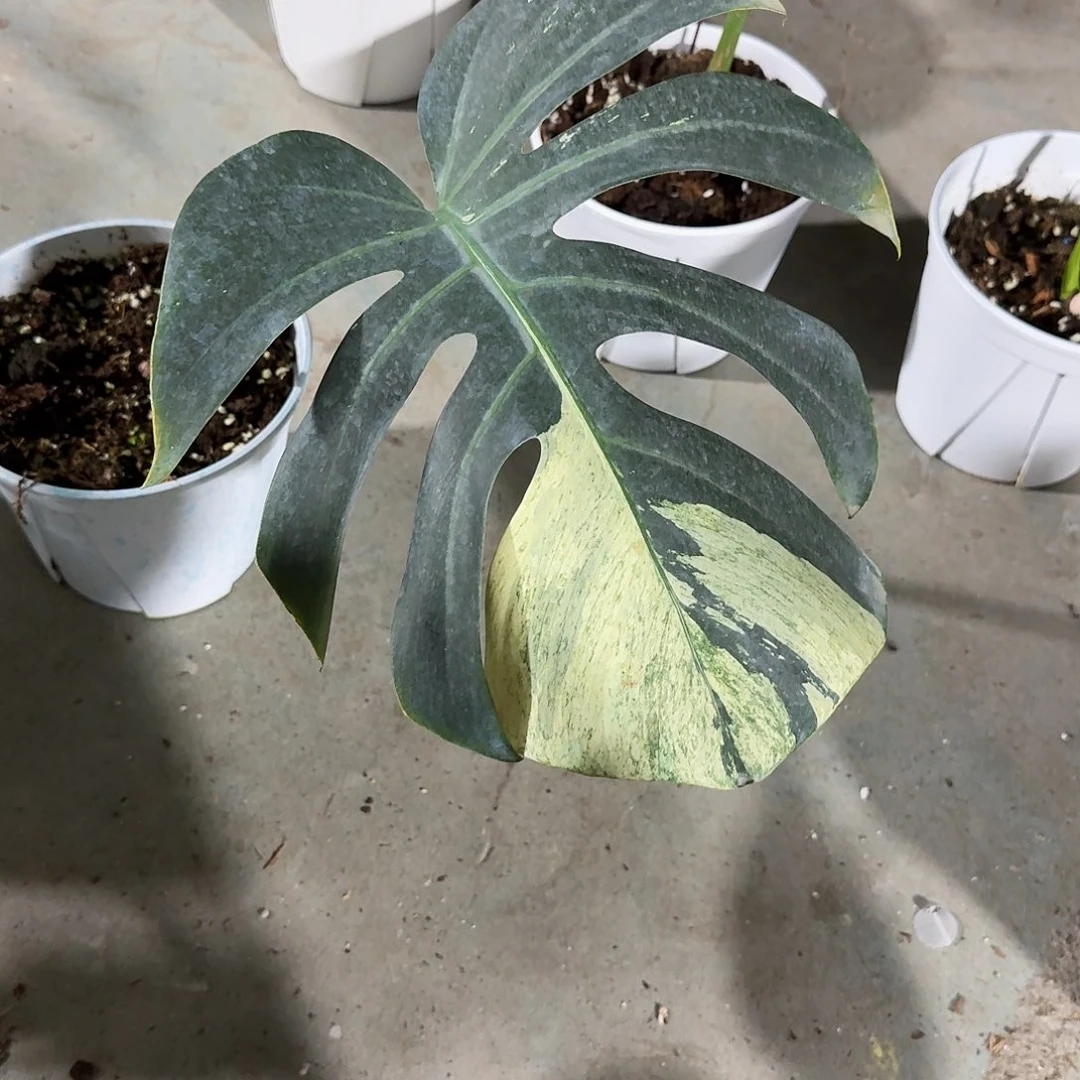 封***彡无花朵龟背竹植物一物一拍