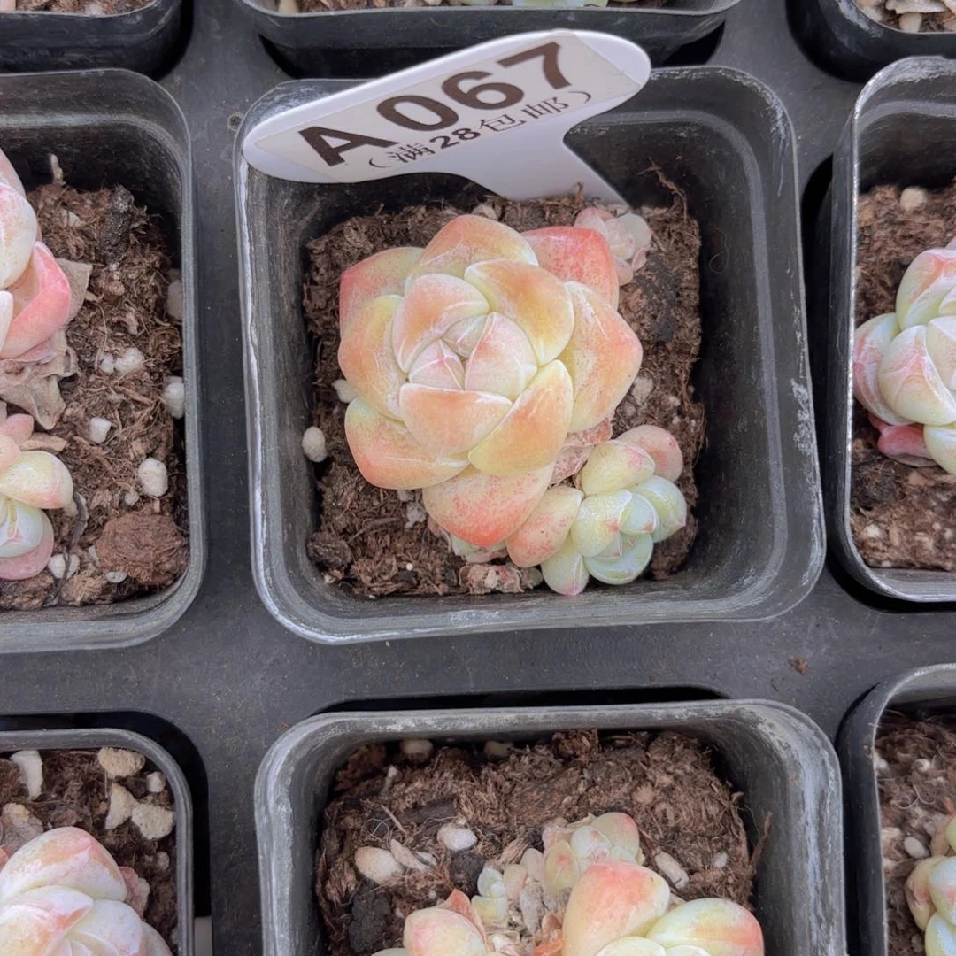 A067白底冰玉一物一拍