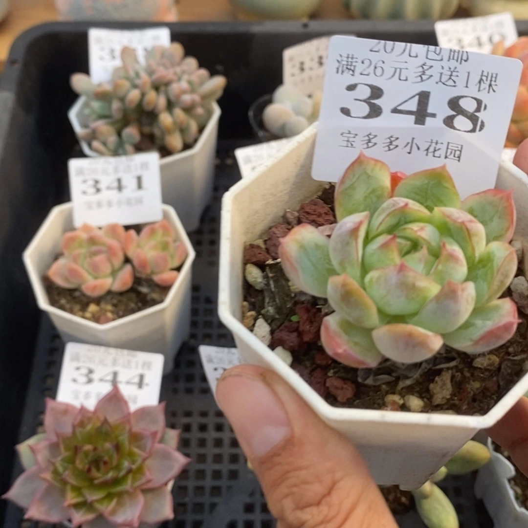 蔓越莓一物一拍满20包邮满26送一颗多肉