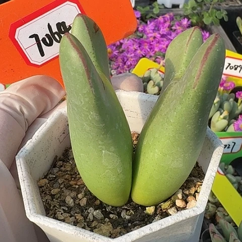 密密麻麻密密麻麻7064