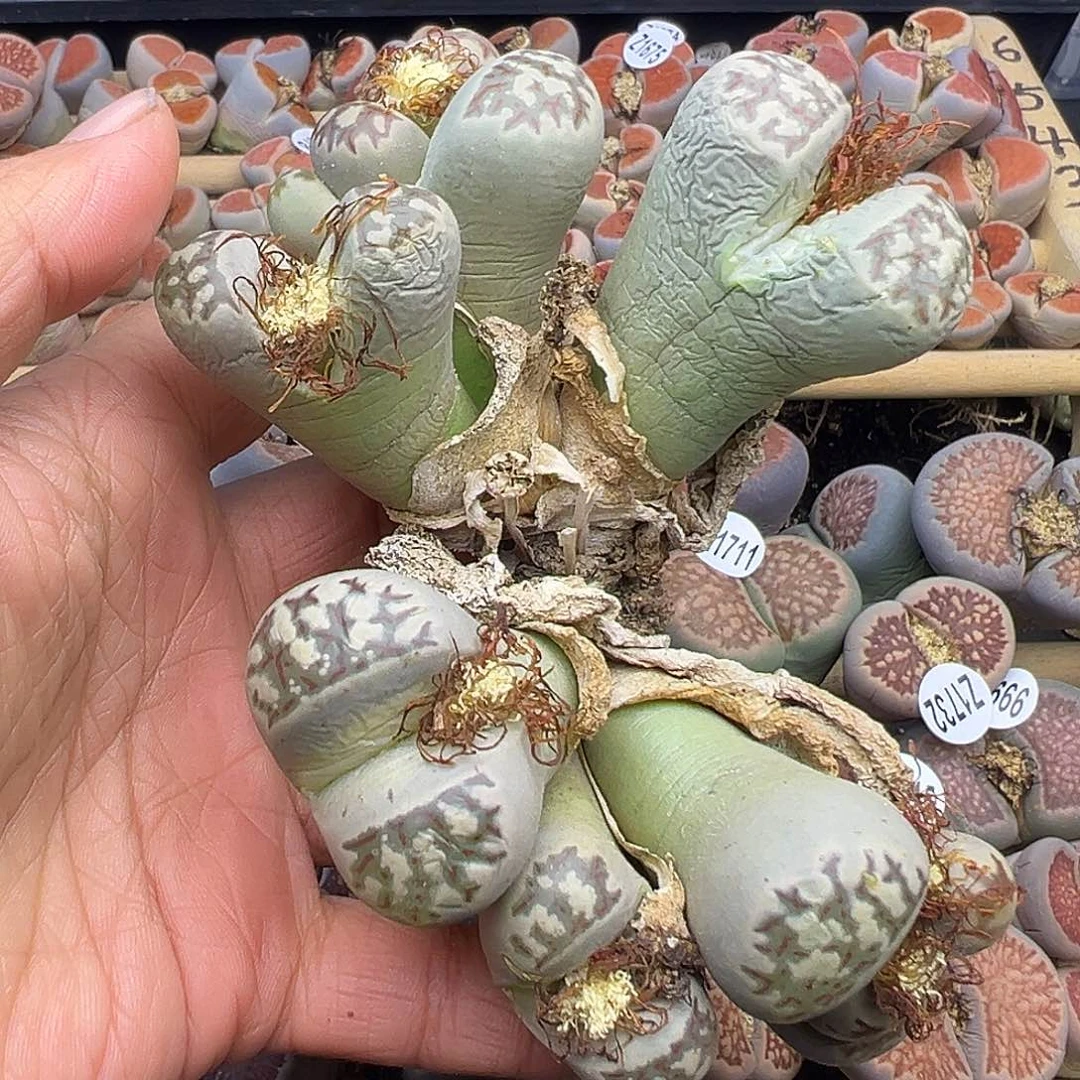 1738 有伤长腿生石花清货不售后