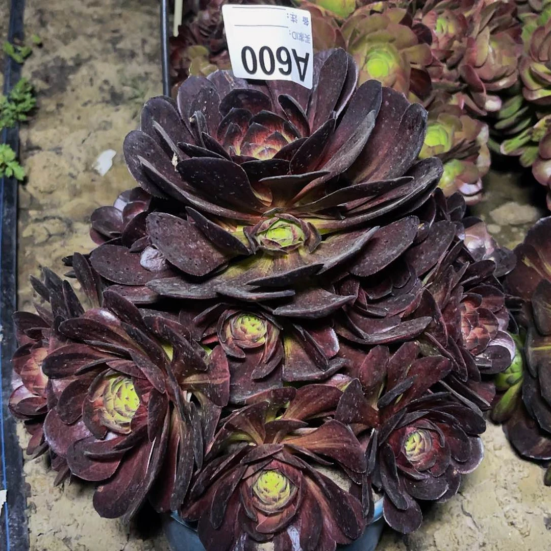 黑罗刹32—3包邮法师