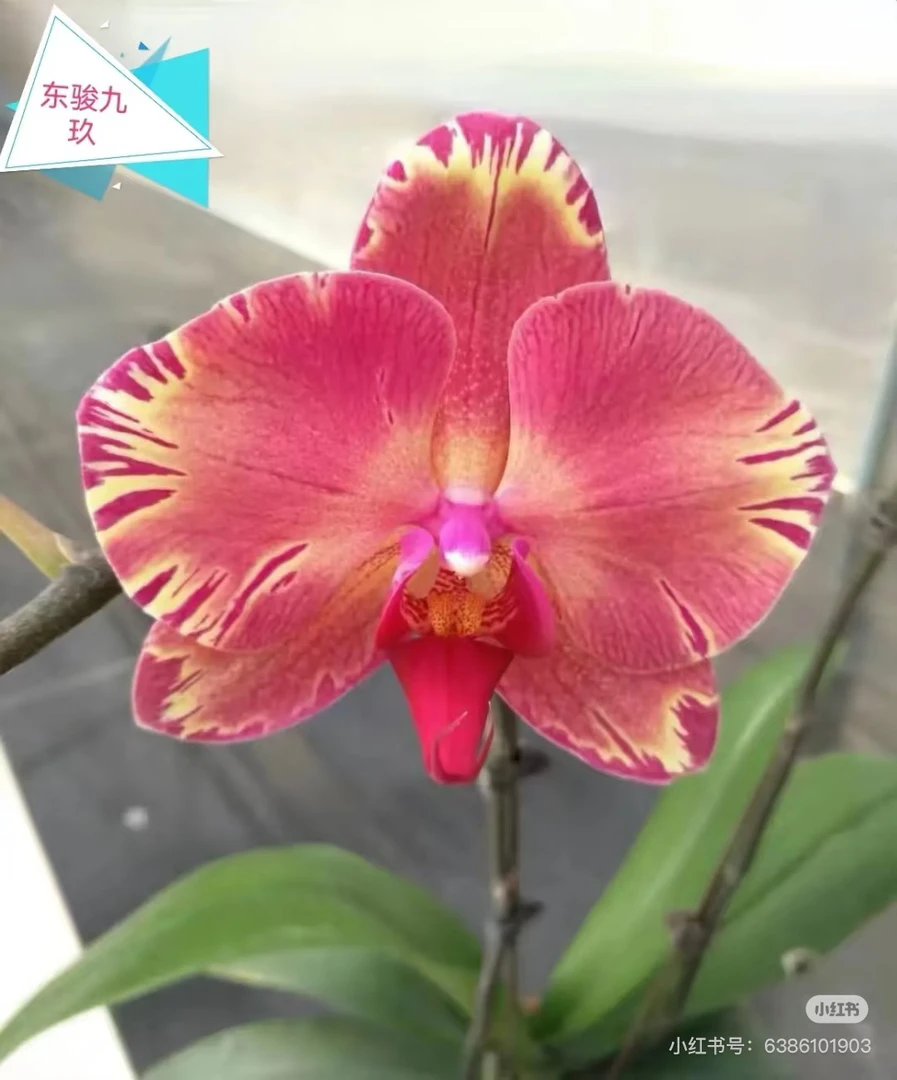 东骏玖玖 蝴蝶兰花卉绿植室内盆栽