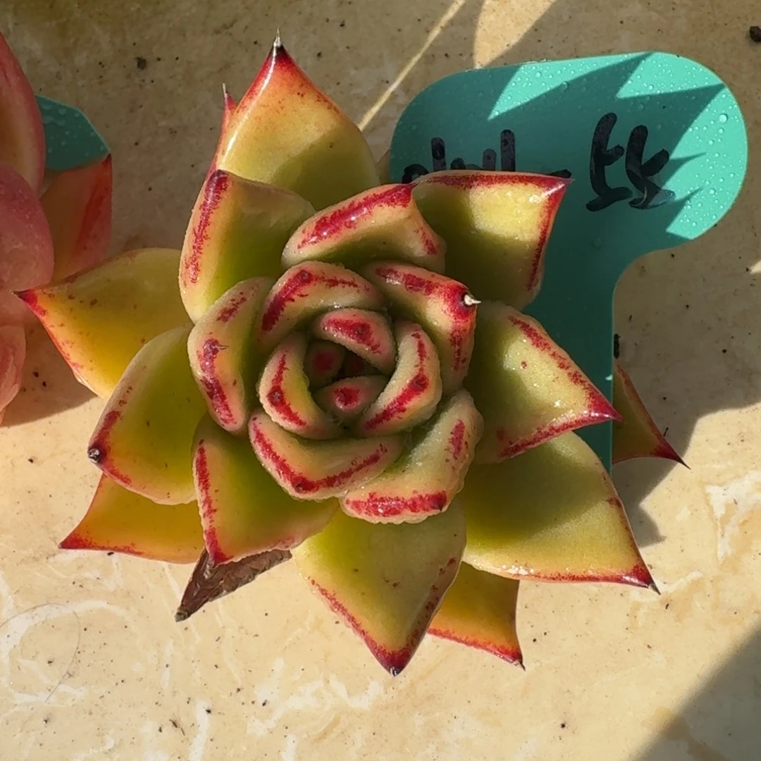 从前慢多肉精选编号0104.55