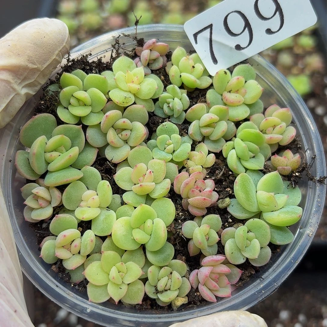 多肉植物多肉植物799