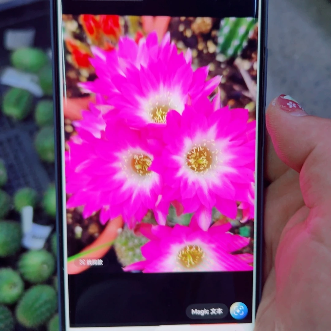 下64白檀苏珊娜3个无根小侧芽20包邮