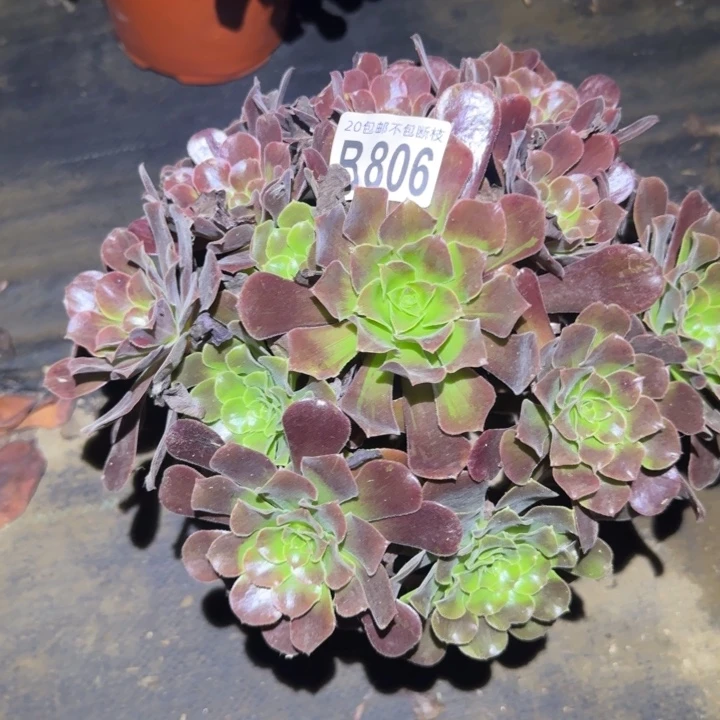 安若拉……多肉植物的