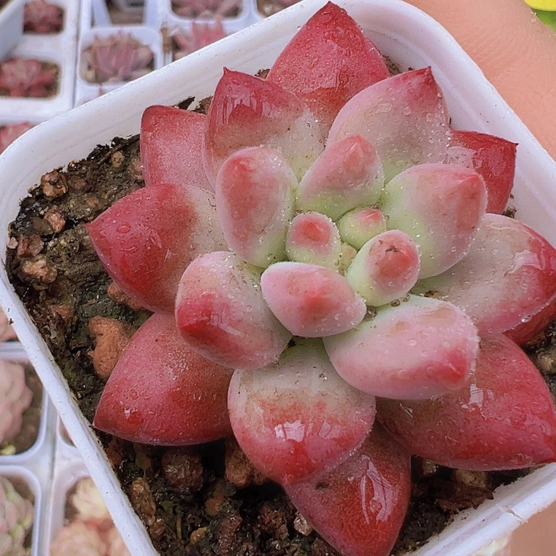 金鱼姬19包邮多肉之多肉