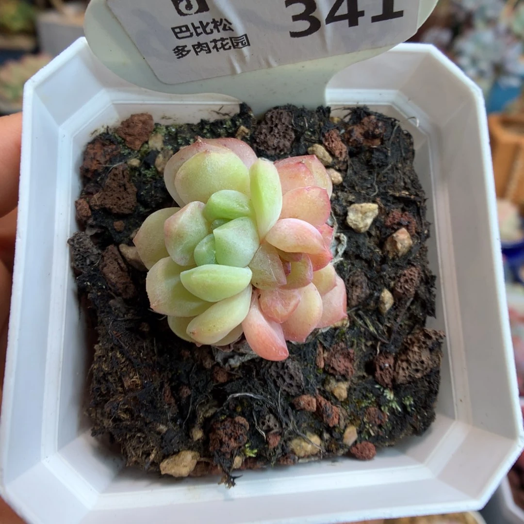 341阴阳脸冰魄石化多肉植物