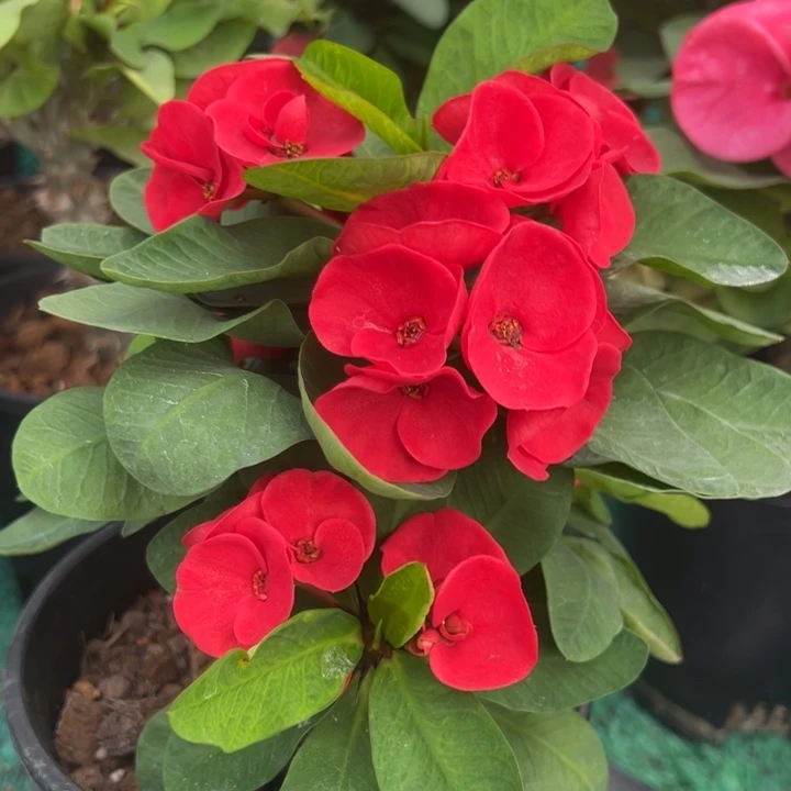 泰品扦插一物一拍