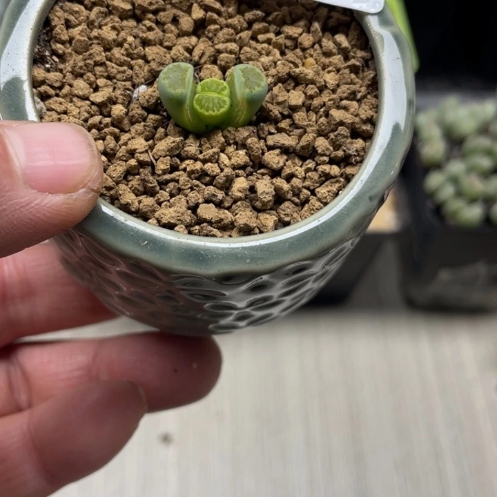 完全开放852绿菊带盆
