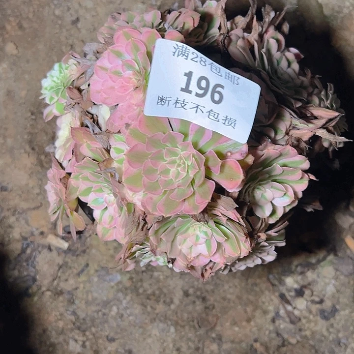 196红铜白多肉植物