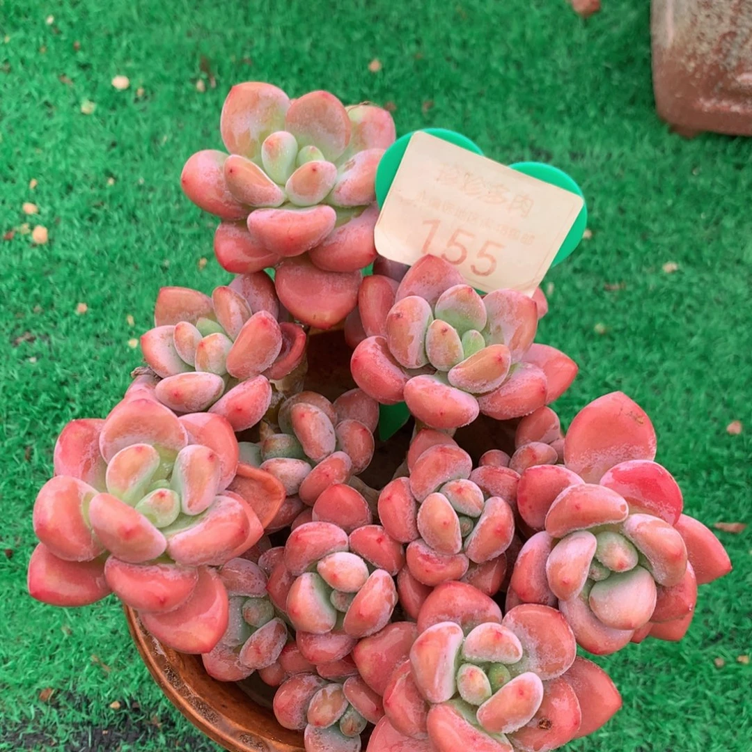 红洛神无砍老桩155