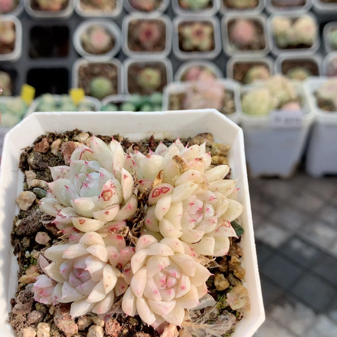 无花朵T173月英语英语