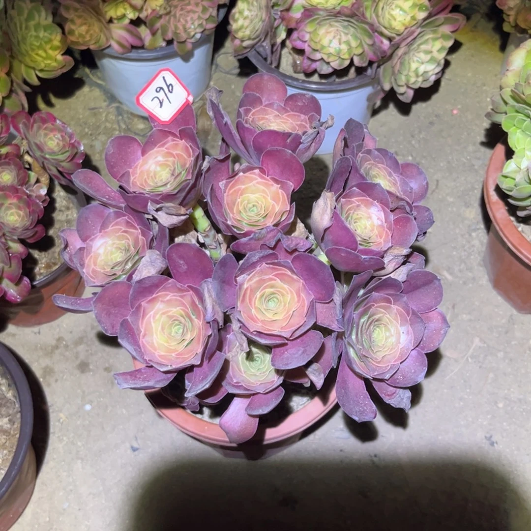 296多肉植物魅金玫瑰