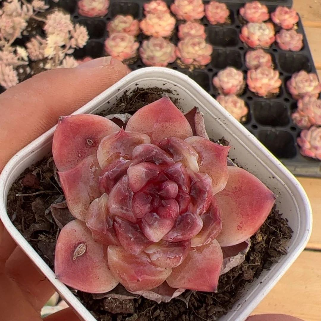 ✨****?514 多肉植物组合