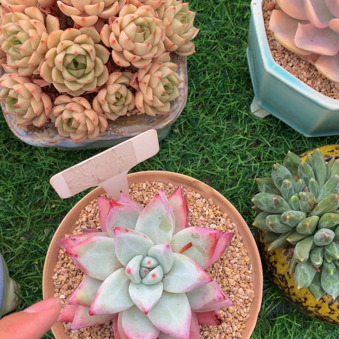 兔***?祖母绿读肉植物627