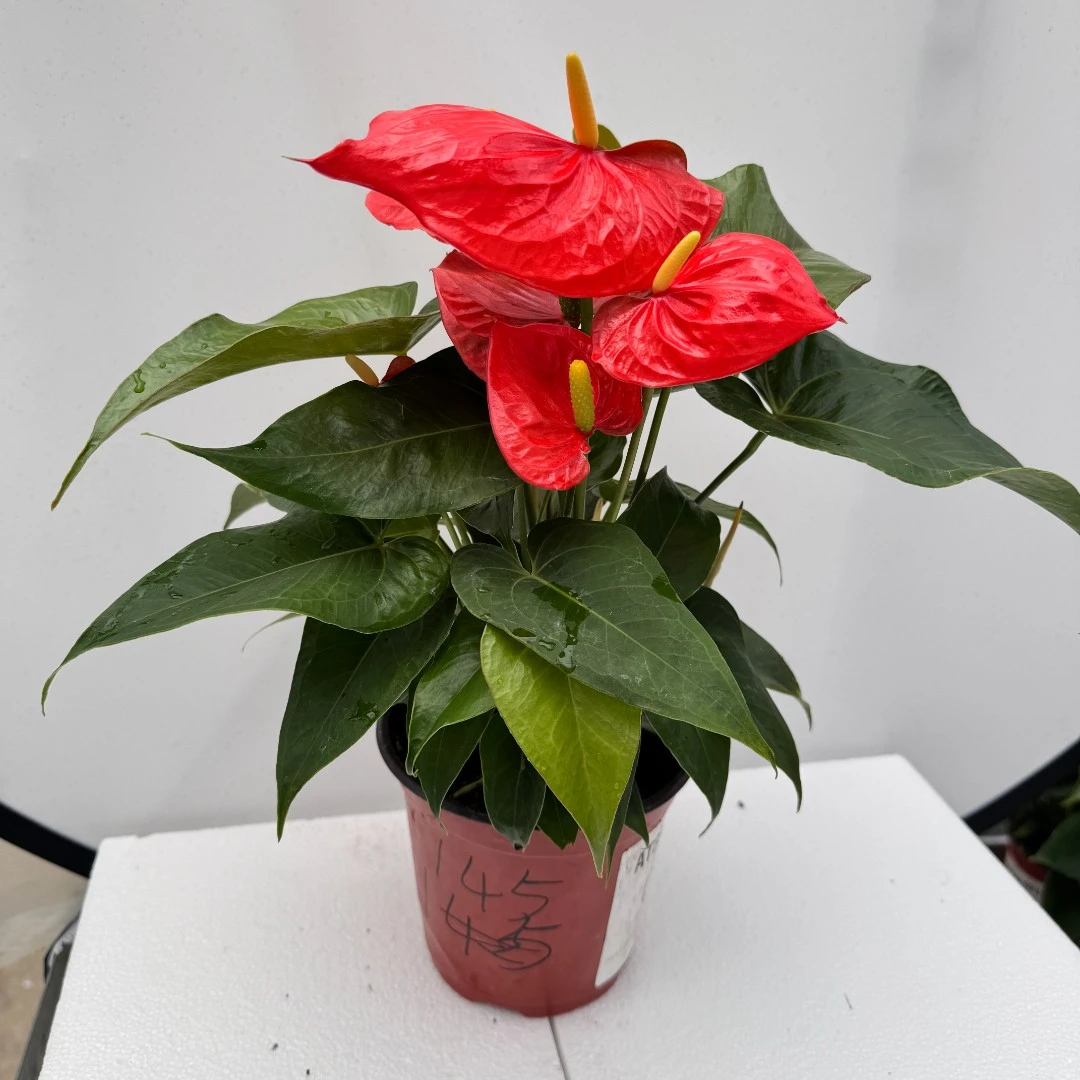 彩色掌一物一拍编号145