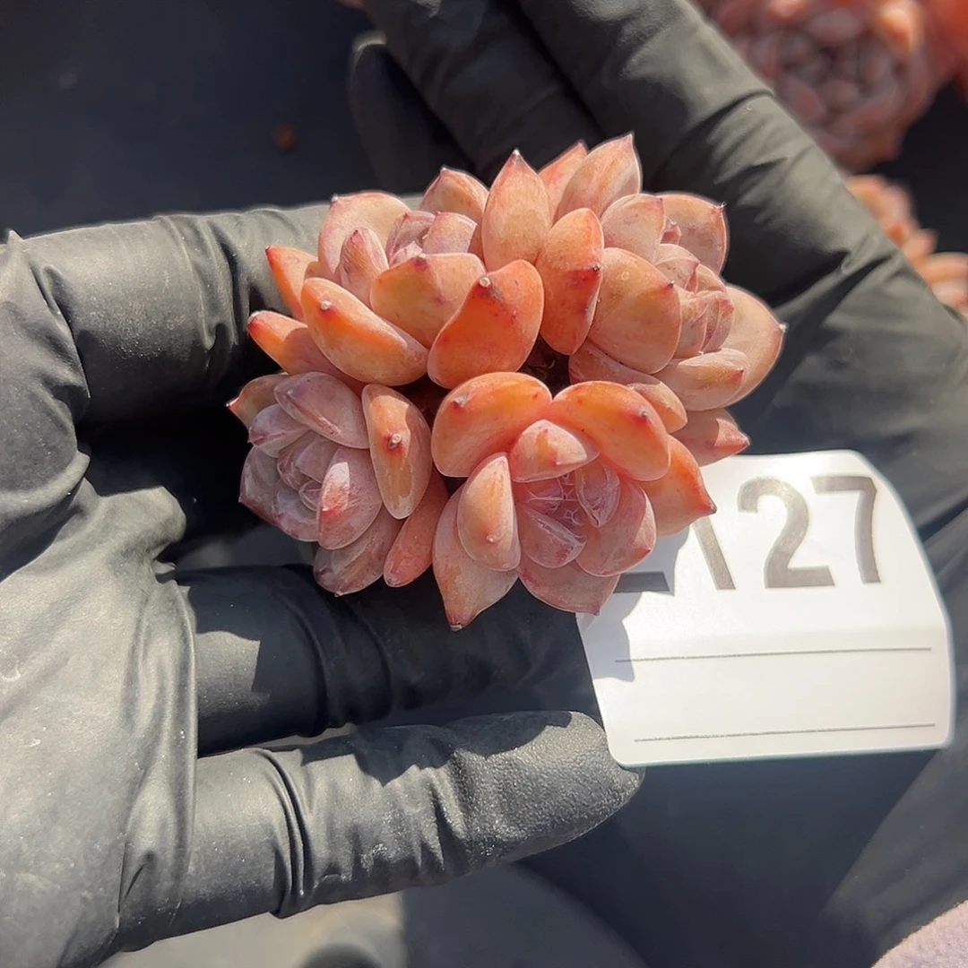 2127，四头星影带盆发的