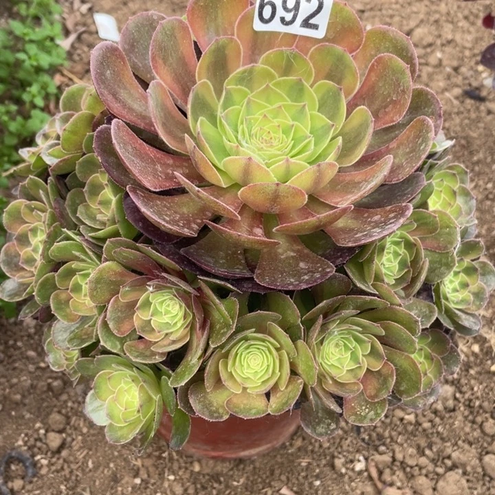 向****头692多肉植物雨荷