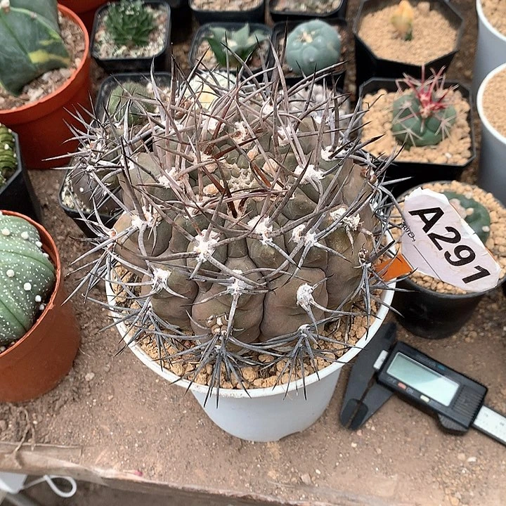 千****e333333333333333