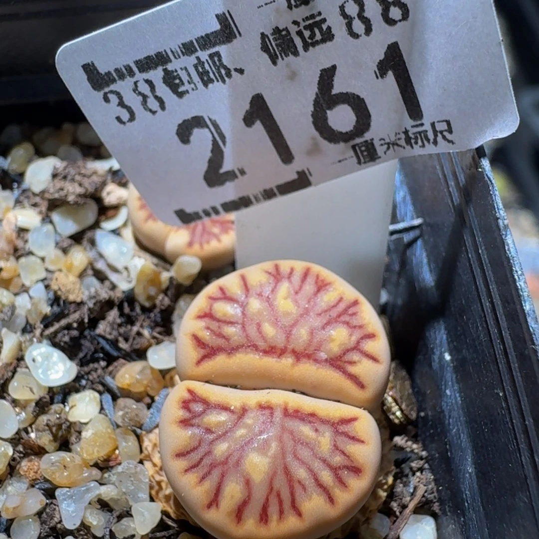 zzzz生石花肉锥2161