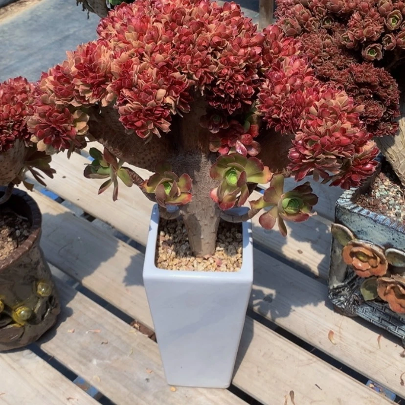 【闪购商品】甜**麻特特特痛46