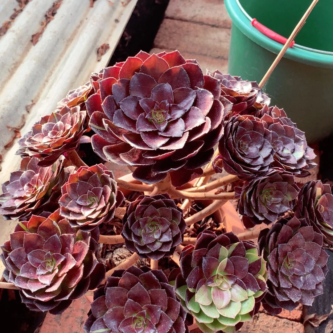 花花公子，多肉植物