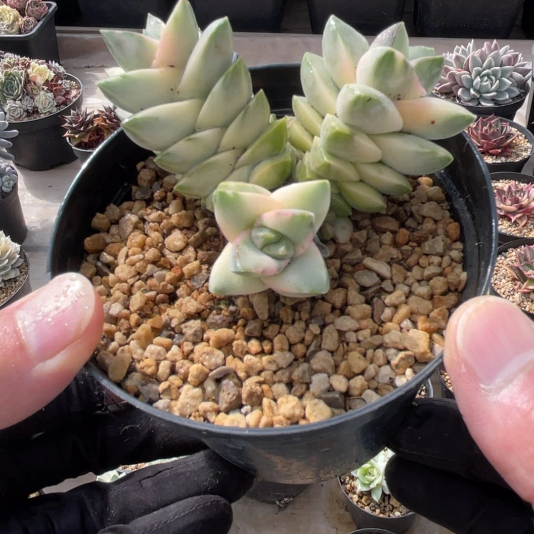 一物一拍不支持退换