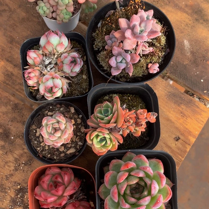 茂***记精控多肉一物一拍