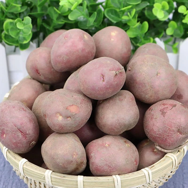 小野马土豆代买粑粑链接