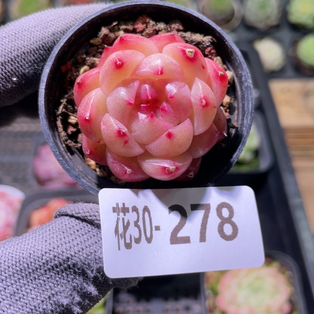 花利美30-278新品