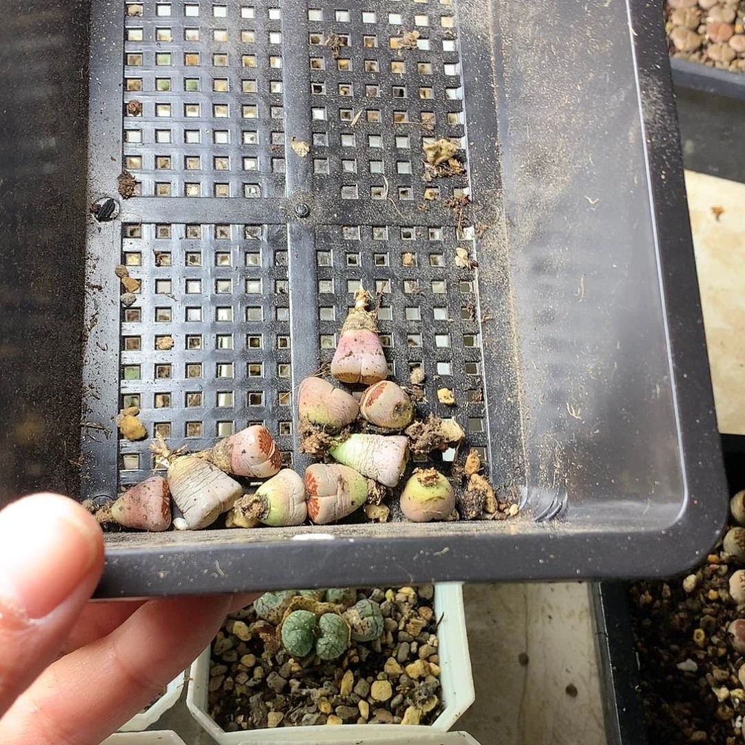 若****_W327多肉植物保护研究所