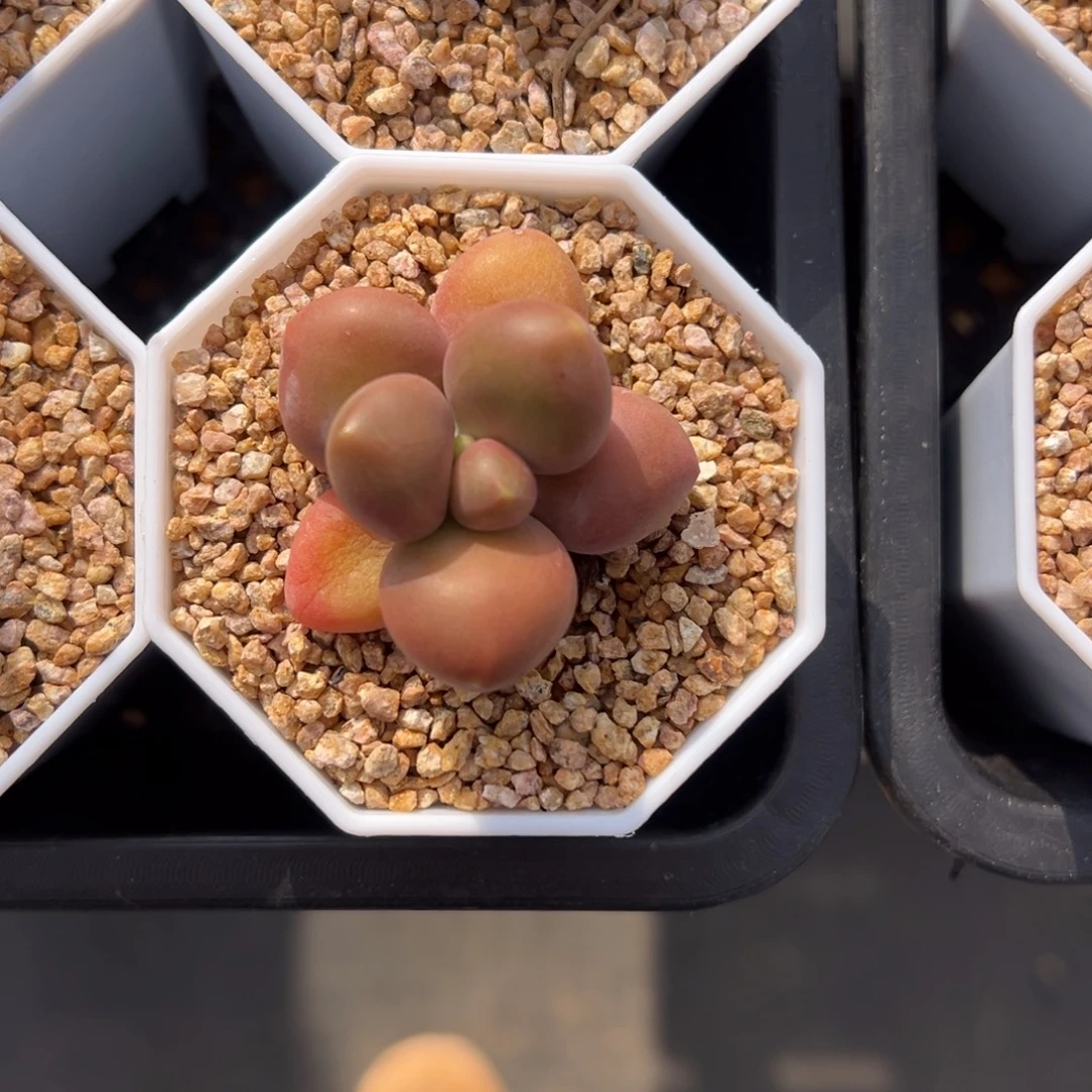 张张精品多肉芒果奶单头