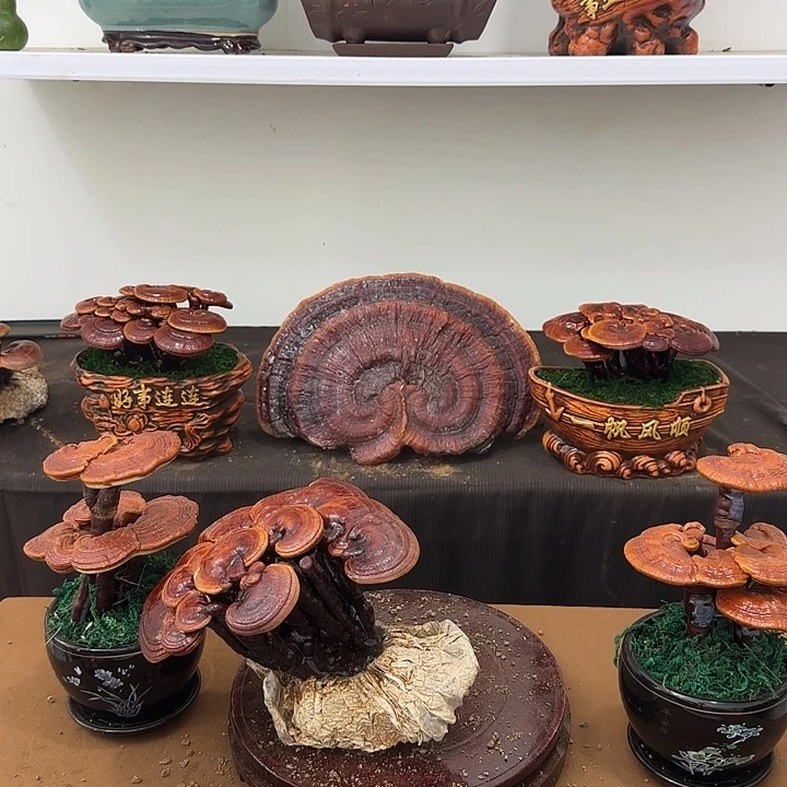 九***生无花朵灵芝盆景居家盆景