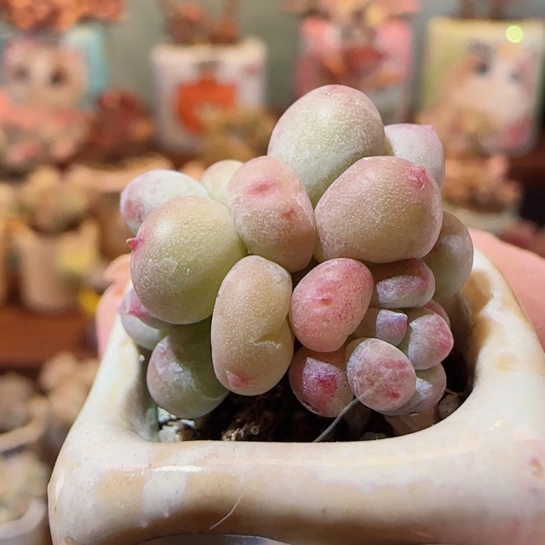 迷你彩虹奶 盆口2cm