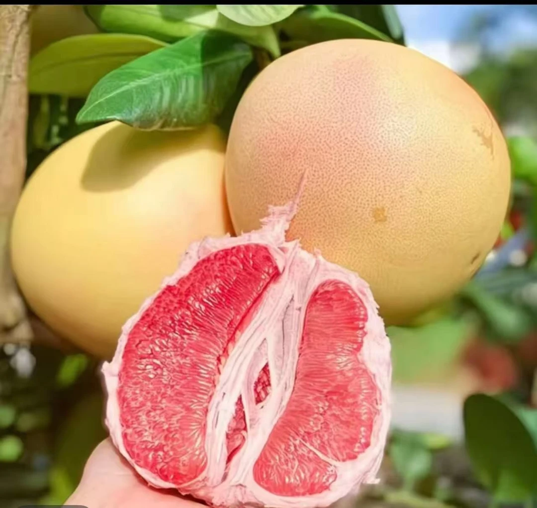 京东包邮福建平和老树头茬红心蜜柚当季新鲜水果皮薄多汁果农自发