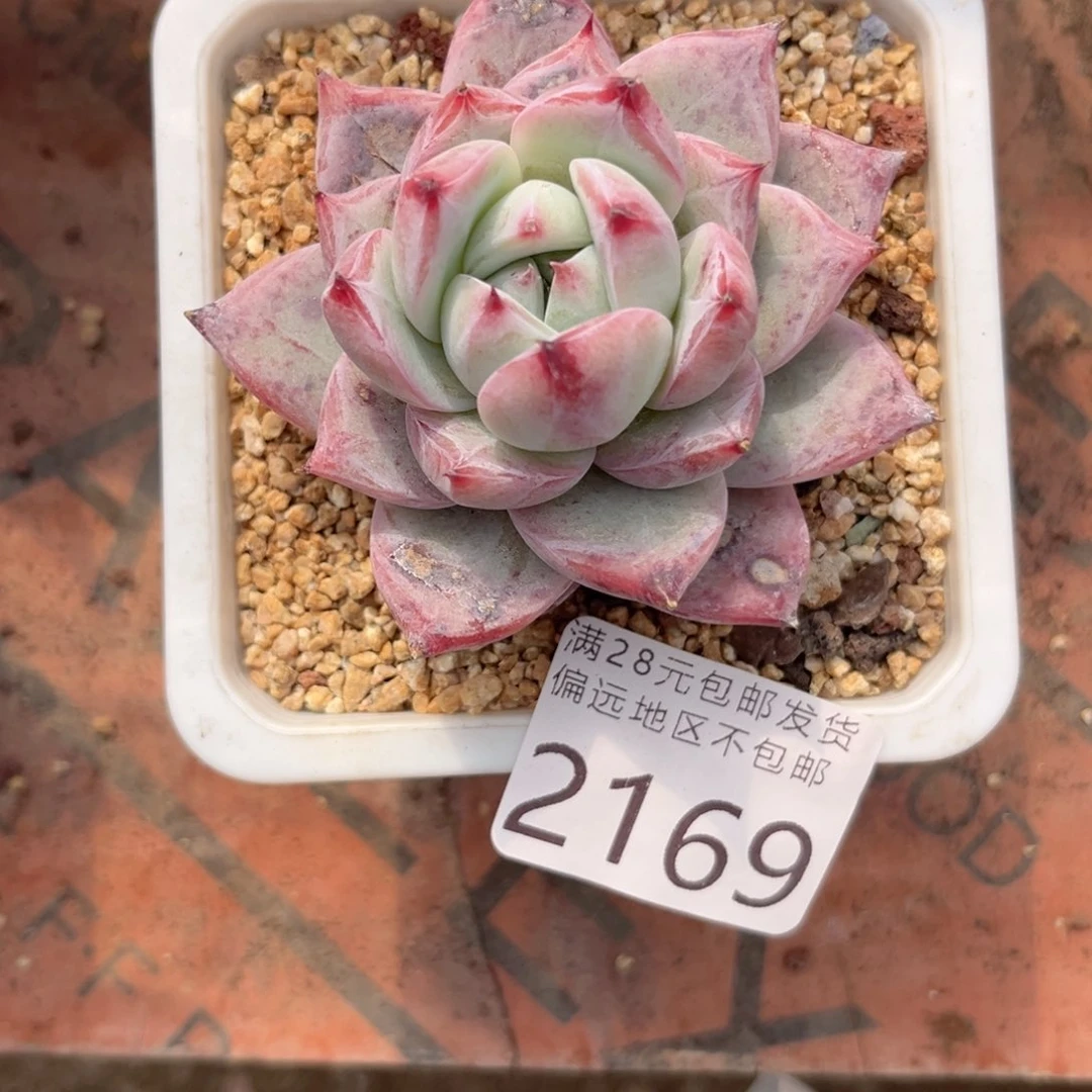 大2169；v x g ch v h n