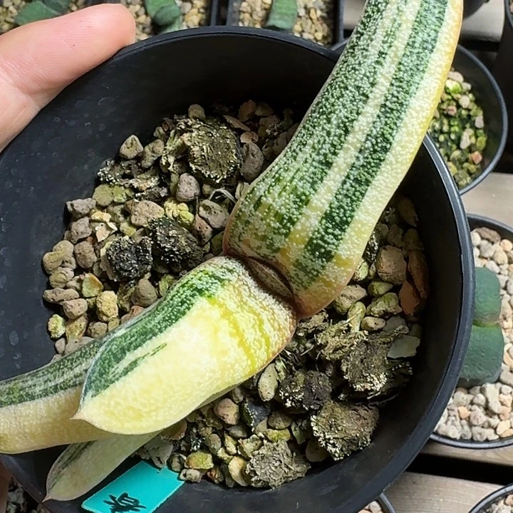 旋转春莺锦卧牛锦