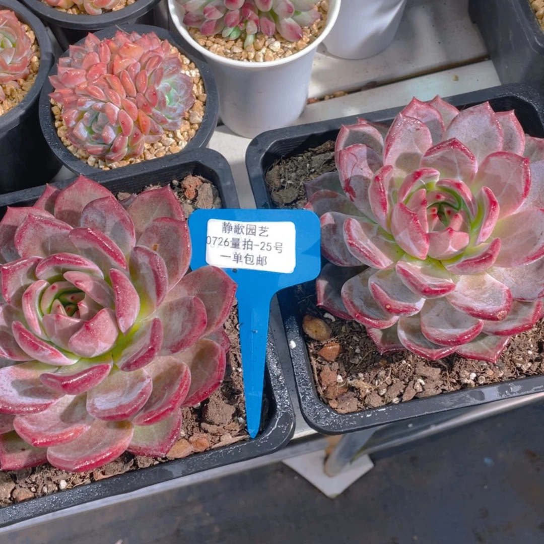 0726-25-母本大单头夜魔侠一刻