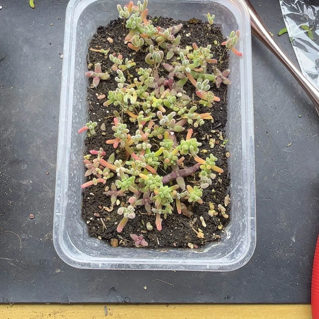 梦***美混播切糕优选枝干番杏