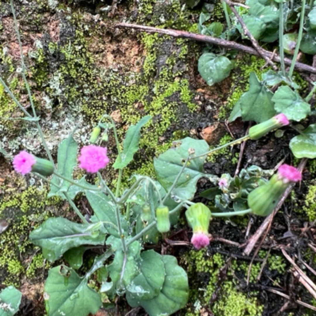 深山纯天然一点红叶下红羊蹄草红背叶紫背草新鲜草本发货当天质量
