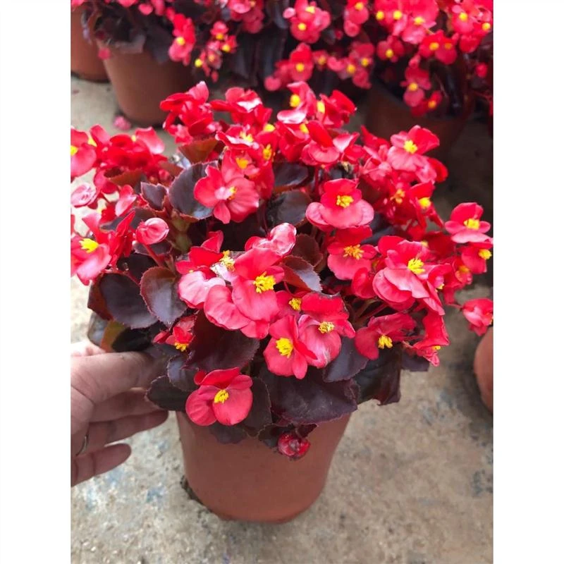 四季海棠花盆栽带花苞玻璃翠室内外阳台庭院好养活花期长