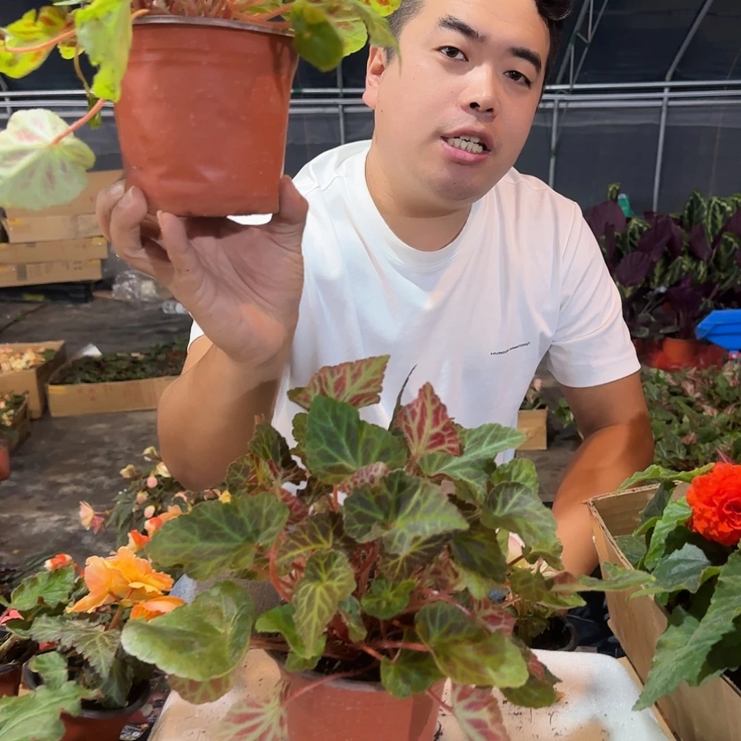 一代玛丽宝多分支